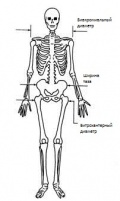 Некоторые из измеренных характеристик скелета.