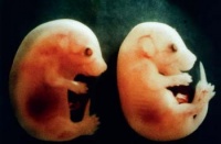 Эмбрионы мышей с внедрённой копией участка 21-й хромосомы человека (слева) и без (справа).