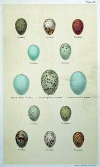Яйца разных видов кукушки.