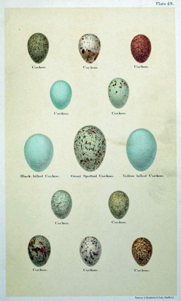 Изображение:Cuckoo eggs.jpg