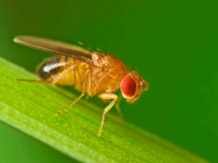 Чернобрюхая дрозофила (Drosophila melanogaster).